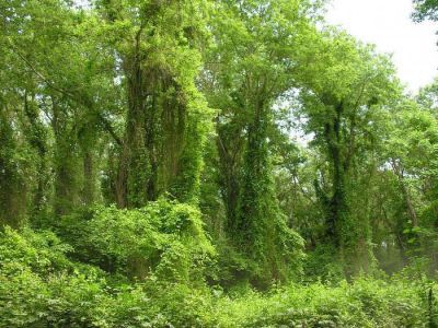 Самурский (лиановый) лес