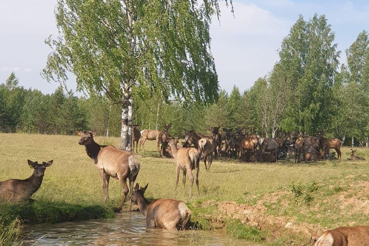 Конный тур: 2 выходных дня в седле