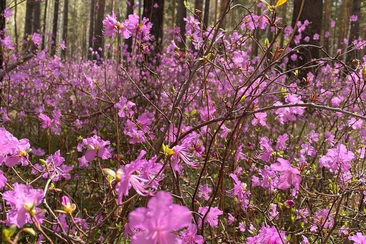 Дар Байкала! Весна 2027!